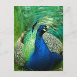 Postal de pavo real colorida
