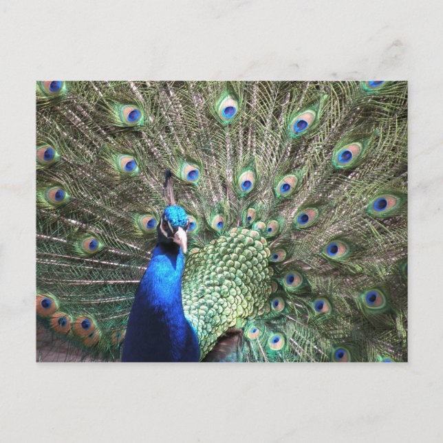 Postal de Peacock (Anverso)