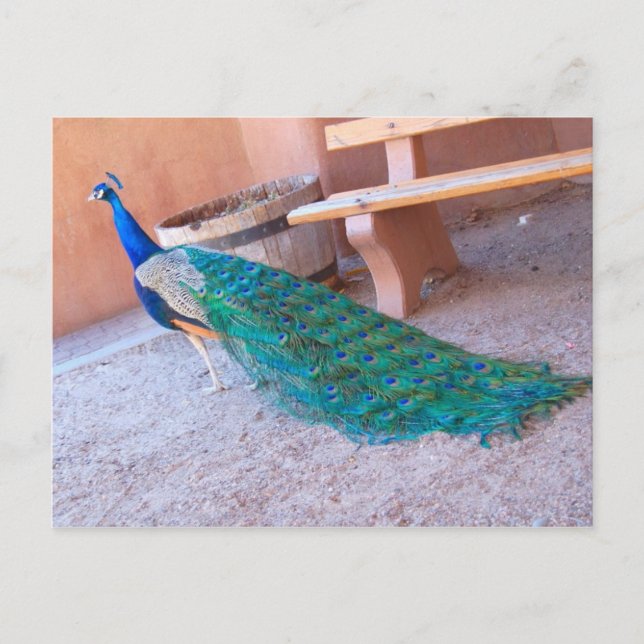 Postal de Peacock (Anverso)