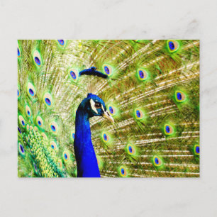 Postal de Peacock