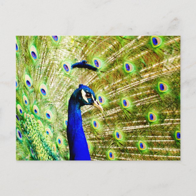 Postal de Peacock (Anverso)