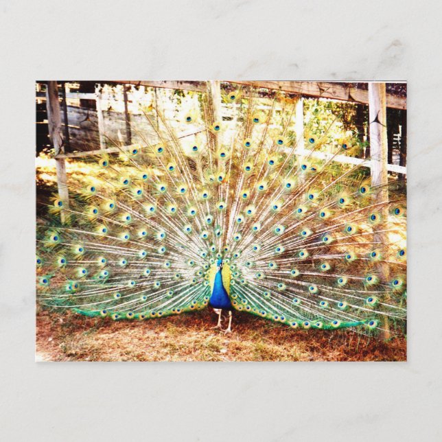 Postal de Peacock (Anverso)