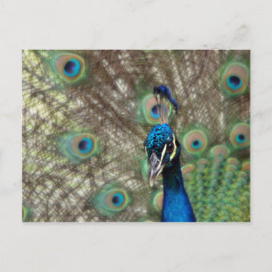 Postal de Peacock