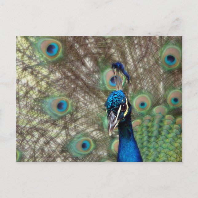Postal de Peacock (Anverso)