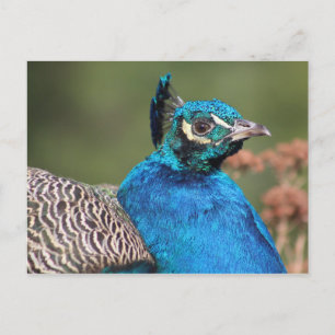 Postal de Peacock