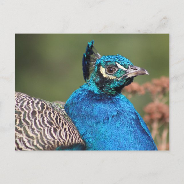 Postal de Peacock (Anverso)