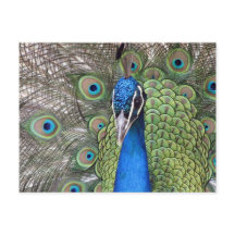 Postal de Peacock