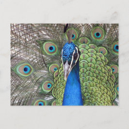 Postal de Peacock
