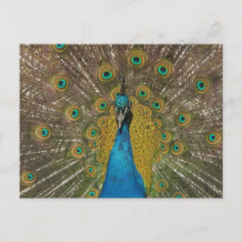 Postal de Peacock