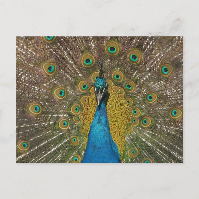 Postal de Peacock (Anverso)