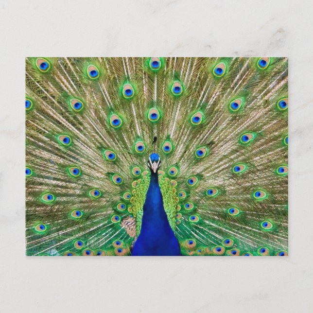 Postal de Peacock (Anverso)