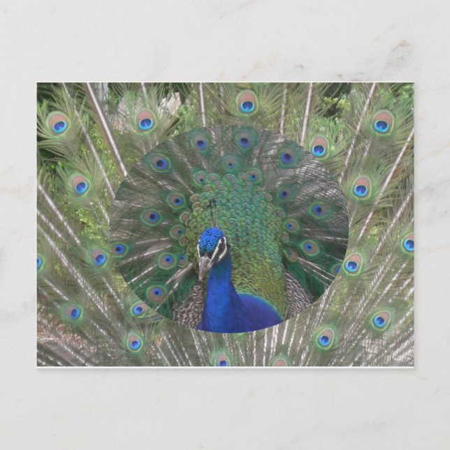 Postal de Peacock (Anverso)