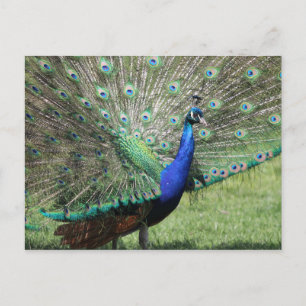 Postal de Peacock