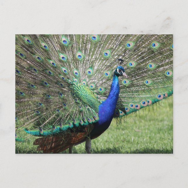 Postal de Peacock (Anverso)