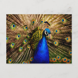 Postal de Peacock