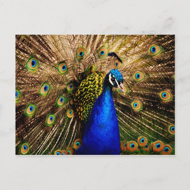 Postal de Peacock (Anverso)