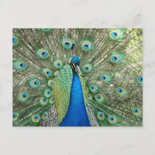 Postal de Peacock