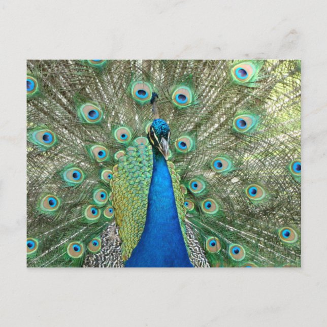Postal de Peacock (Anverso)