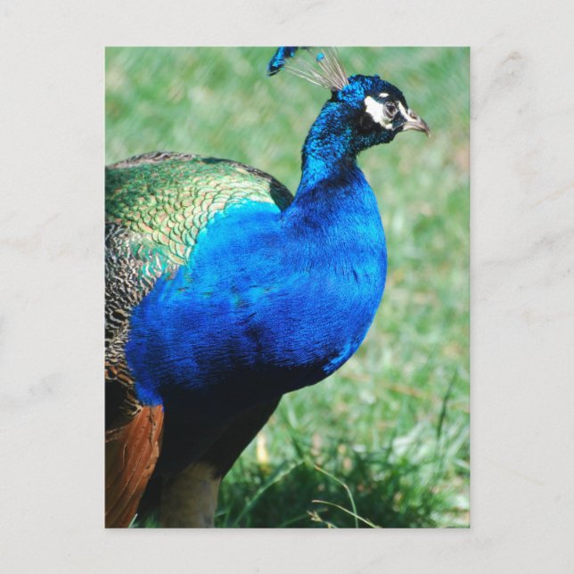 Postal de Peafowl de bonito (Anverso)