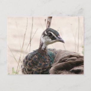 Postal de Peafowl femenino