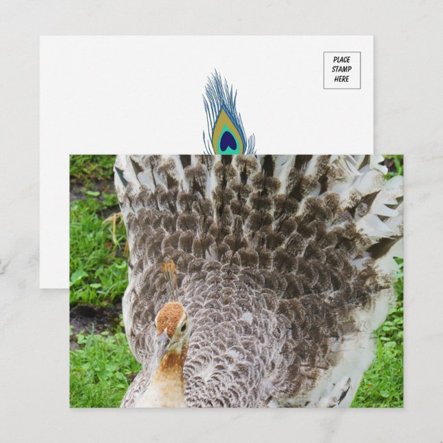 Postal de Peahen blanco (Anverso / Reverso)