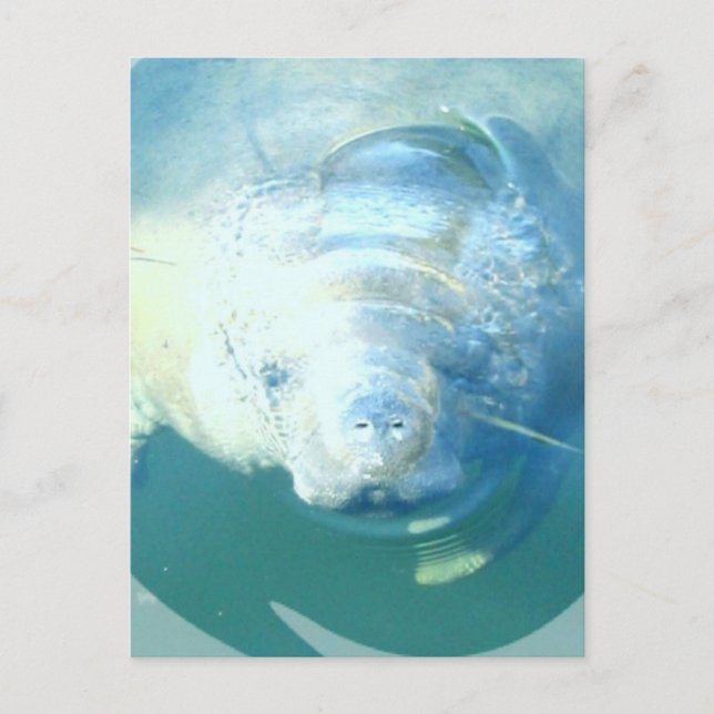 Postal de Peeking Manatee (Anverso)