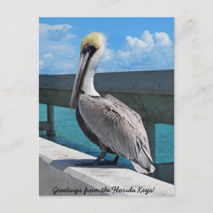 Postal de Pelican in the Florida Keys