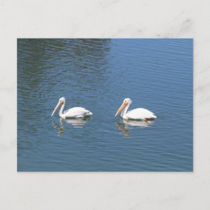 postal de pelícanos blancos