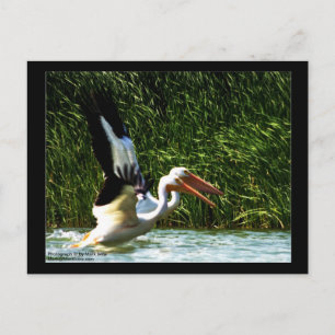 Postal de Pelicans