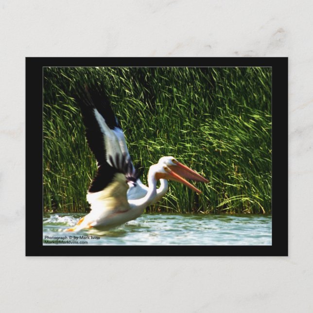 Postal de Pelicans (Anverso)
