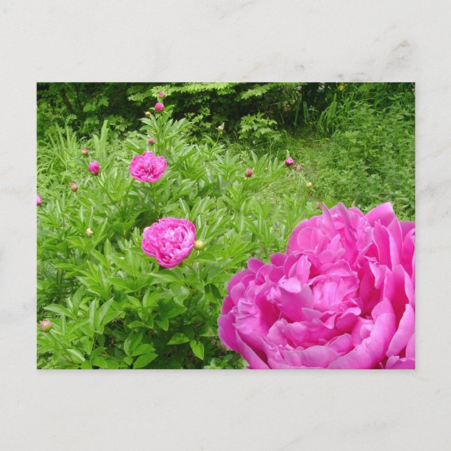 Postal de Peony Garden rosa caliente (Anverso)
