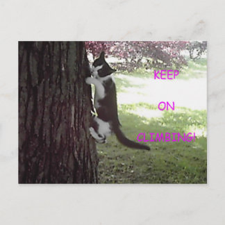 Postal de pequeño Kitten Big Tree