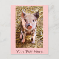 Postal de pequeño lechón rosado