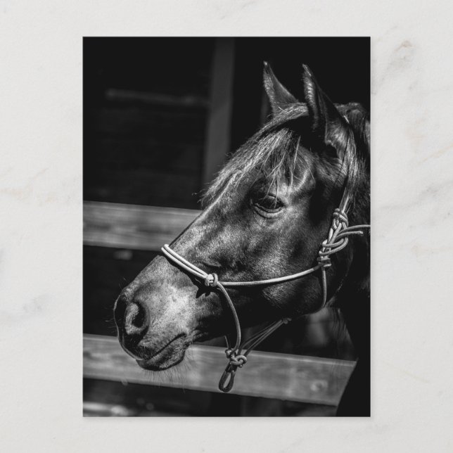 postal de perfil de caballo (Anverso)