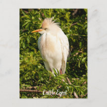 Postal de perfil de egret bovino