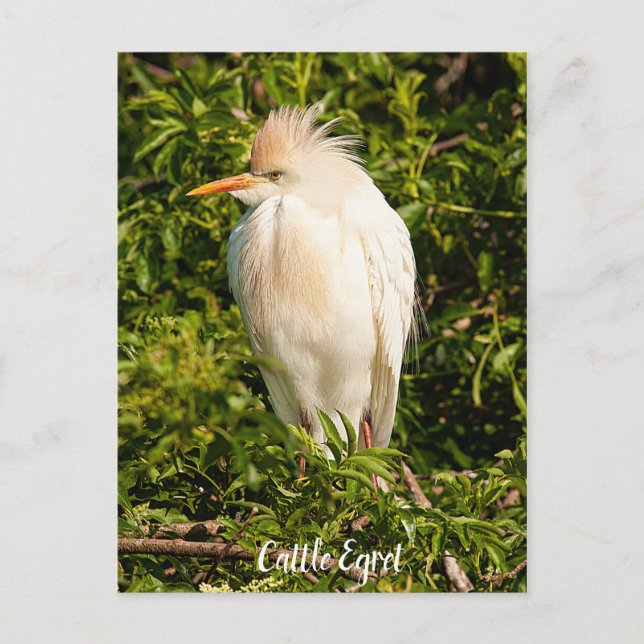 Postal de perfil de egret bovino (Anverso)