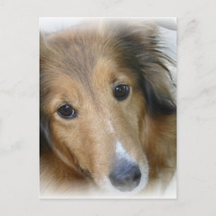 Postal de Perro Collie