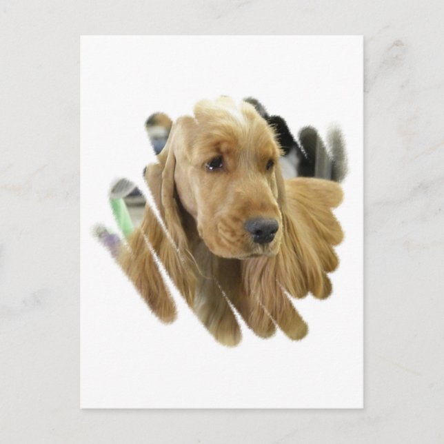 Postal de perro de cachorro de Cocker Spaniel (Anverso)