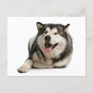 Postal de perro de cachorro de Malamute