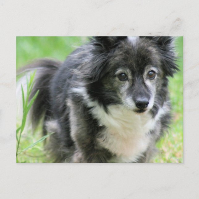 Postal de perro de cachorro Sheltie (Anverso)