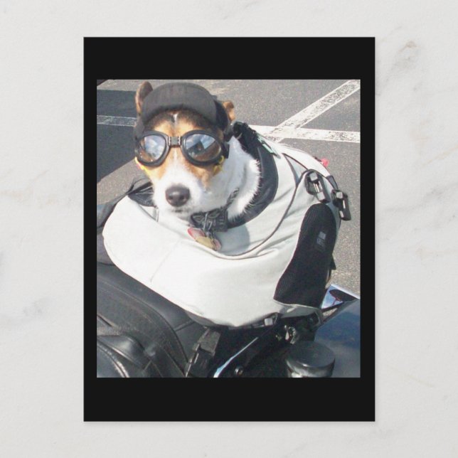 Postal de perro de cerdo (Anverso)