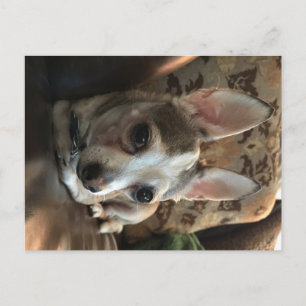 Postal de perro de Chihuahua