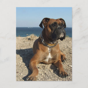 Postal de perro de la barcaza