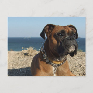 Postal de perro de la barcaza