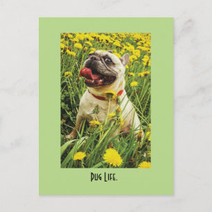 Postal de perro de la vida de Pug