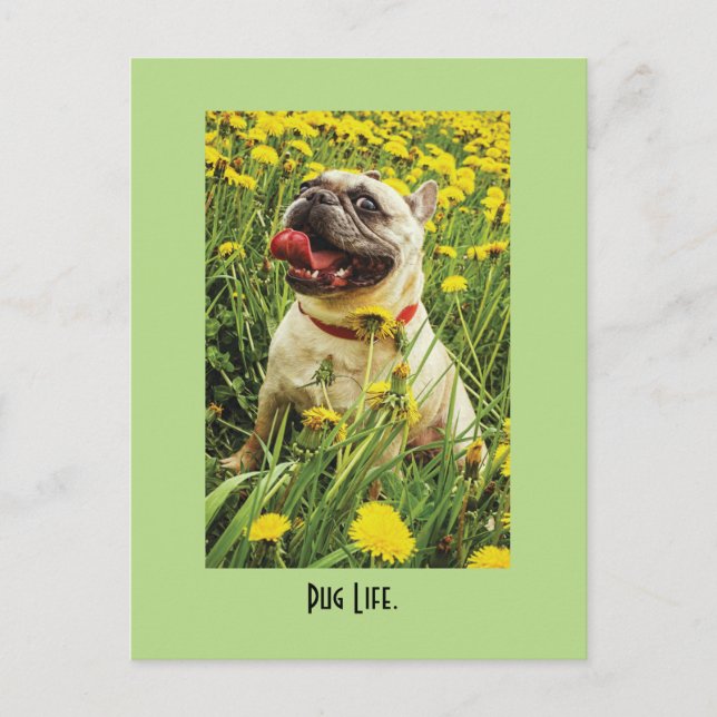 Postal de perro de la vida de Pug (Anverso)