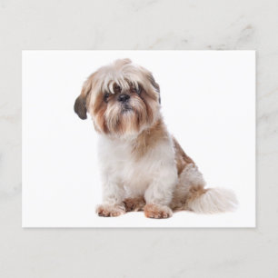 Postal de perro de marihuana Shih Tzu