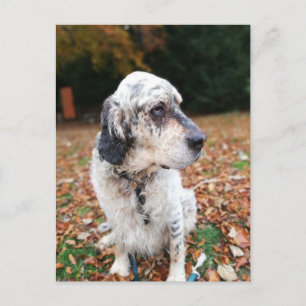 Postal de perro de otoño