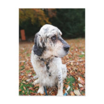 Postal de perro de otoño