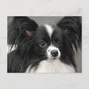Postal de perro de Papillon